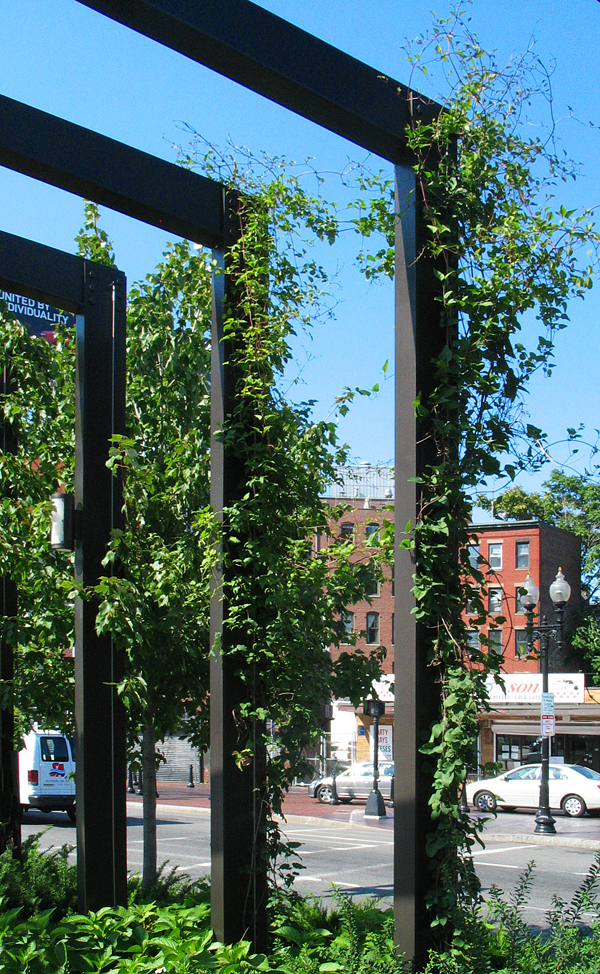 pergola vine growth vertical supports, North End Parks, Downtown Boston