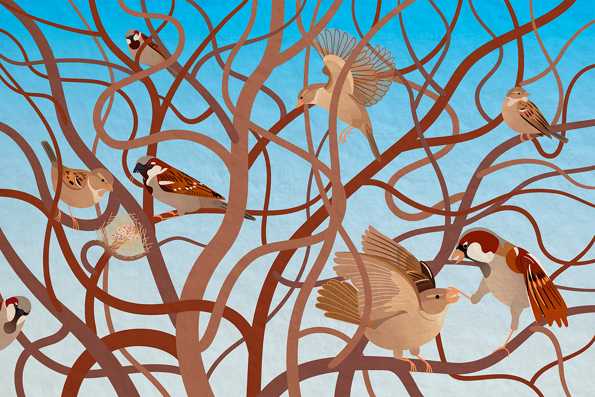 life of sparrow illustration