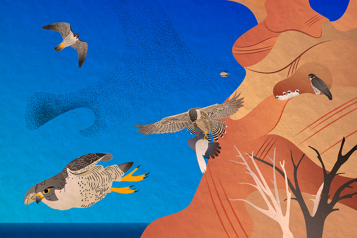 life of peregrine falcons illustration: peregrine falcons diving down from a red-rock cliff to catch a pigeon or chase a starling formation in a desert like setting (Nevada) with blue water nearby, while chicks wait high up on the cliff