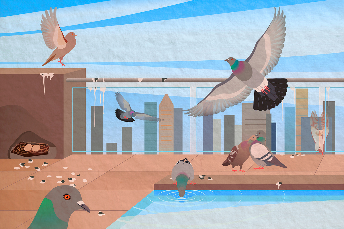 life of rock pigeons illustration: rock pigeons on roof of high-rise, some loving, some drinking water from a pool, some flying, with poop/droppings everywhere and a nest with eggs inside a building structure