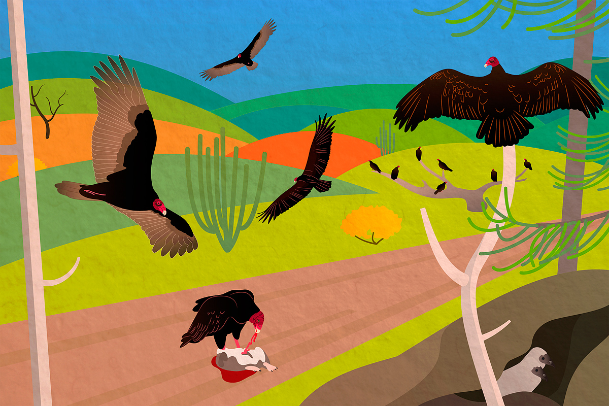 life of turkey vultures illustration: turkey vultures gliding in a thermal vent, some eating roadkill, against a native Central-South American landscape with colorful hills, trees and cacti