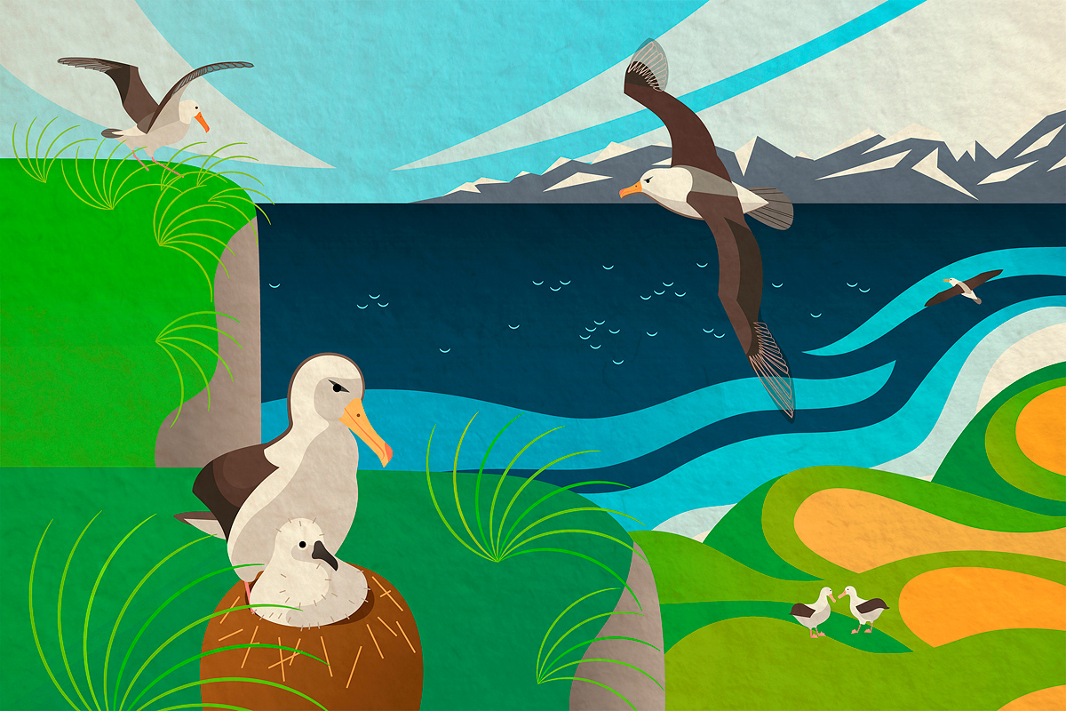 life of wandering albatrosses illustration: albatrosses against a collaged landscape of snow-capped mountains or glaciers, green cliffs and the Southern Ocean, flying, loving, and nesting