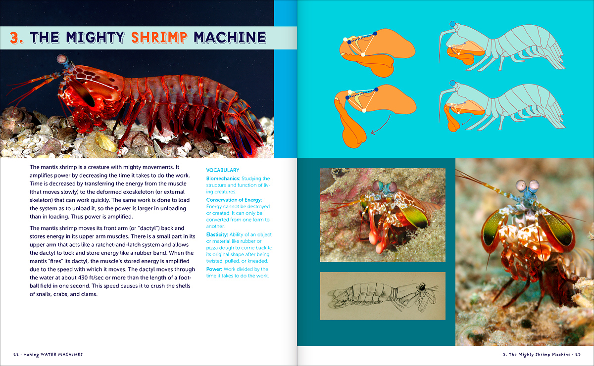 mantis shrimp amplifying power intro, Making Water Machines book