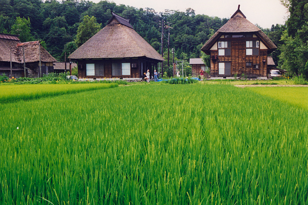 green rice field center, Oginoshima Village, Takayanagi, Niigata, Japan