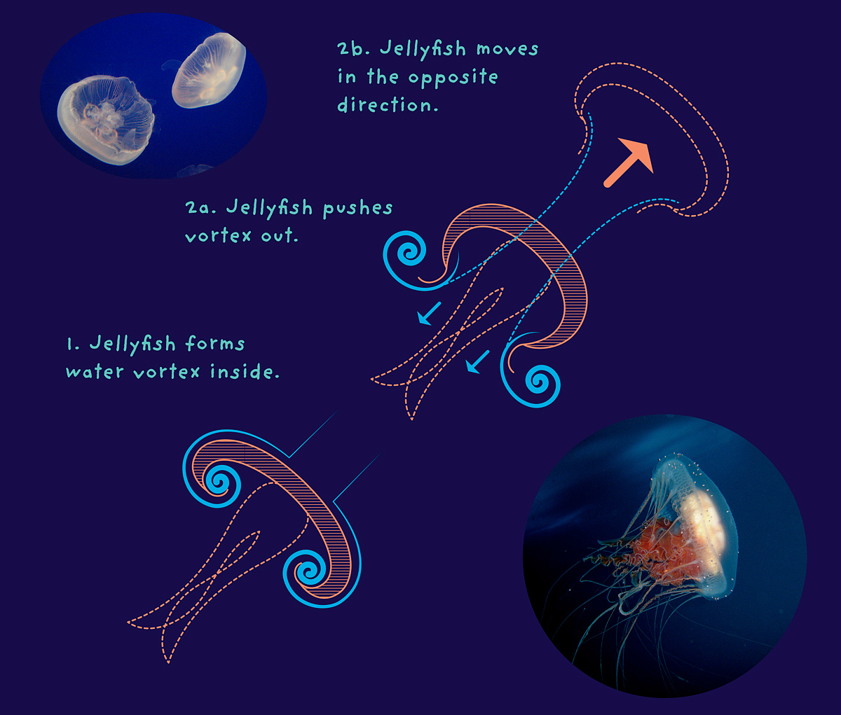 analytical diagram illustration of jellyfish movement