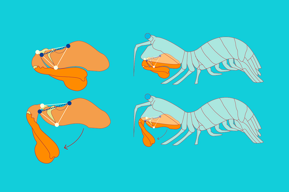 analytical diagram illustration of spring/snap mechanism of Mantis shrimp dactyl/front arm
