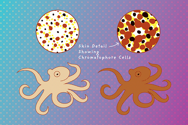 analytical diagram illustration of octopus camouflage technique
